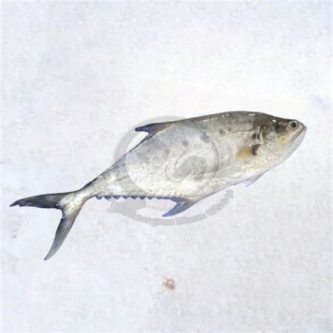 Jual Jual Ikan Talang Talang Segar Per Kg Bersihkan Ikan Jakarta