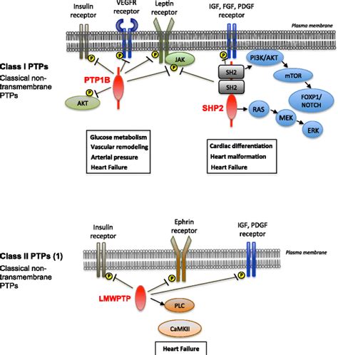 Protein Tyrosine Phosphatases Ptps Playing A Role In The