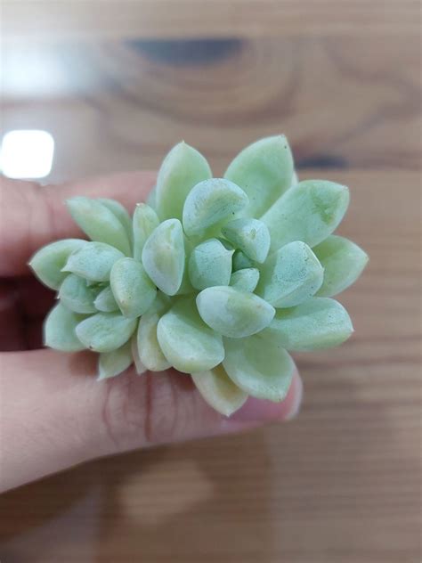 7 Korean Succulent Cluster Furniture And Home Living Gardening
