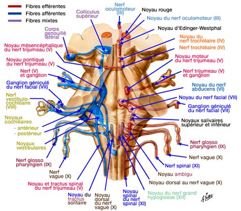 Noyaux Des Nerfs Cr Niens Noyaux Moteurs