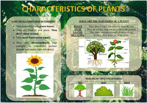 Characteristics Of Plants
