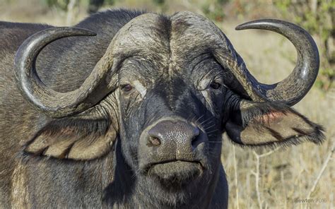 Buffalo Farm Opening Times - Farm House