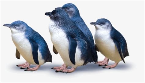 Group Of Penguins - Little Blue Penguins New Zealand, HD Png Download ...