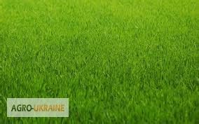 Продам/купити газонная трава -спортивный, теневой, универсальный — Agro ...