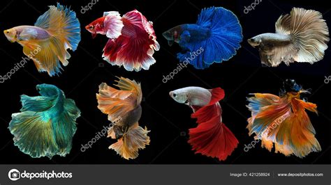 Set Beautiful Eight Betta Fish Collection Varies Movement Multi Color