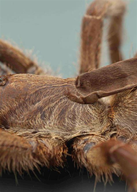 Une Nouvelle Espèce De Mygale Avec Une étrange Corne Découverte En