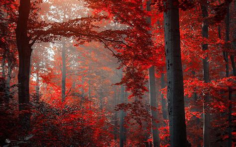 Red Autumn Forest Red Fall Forest Hd Wallpaper Pxfuel