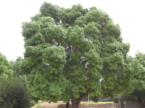 Дерево Ясень Фото Где Растет – Telegraph