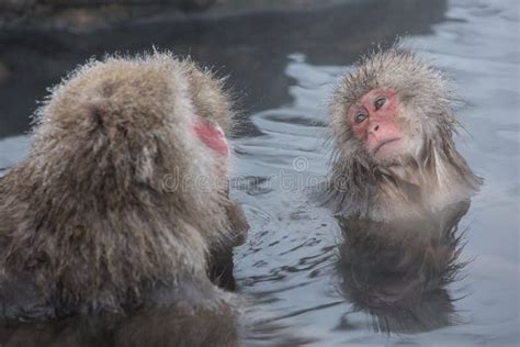 Snow Monkeys In A Natural Onsen Hot Spring Located In Jigokudani Park Yudanaka Nagano Japan