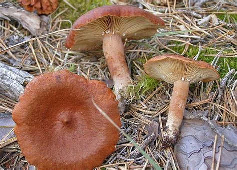 Lactaire Roux Lactarius Rufus Toxicit Guide Des Champignons