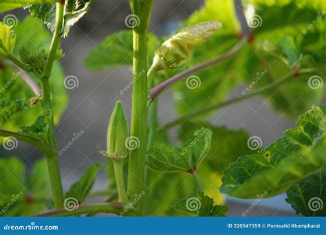 Okra Vegetable On Plant In Farm Okra Plant Growing In Home Garden