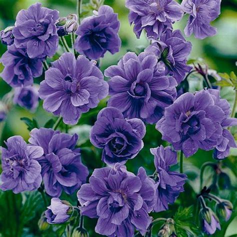 Perennial plants – Artofit