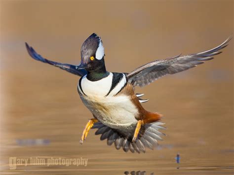 Hooded Merganser Male Flight Landing Lake Washington Seattl Hunting