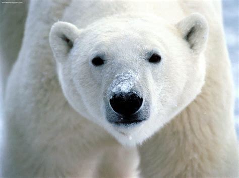 Discover the Largest Polar Bear Ever Recorded - AZ Animals