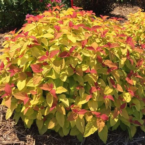Double Play Candy Corn Spirea Candy Corn Spirea Plantingtree