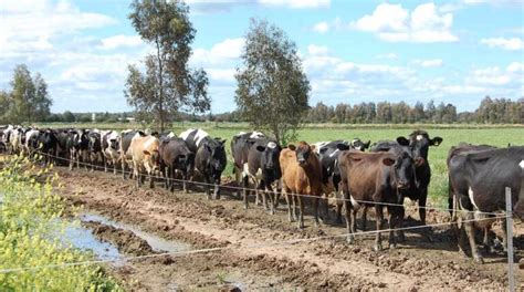 México: Se producen más de 743 millones de litros de leche de vaca en ...