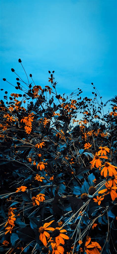 Autumn Aesthetic Iphone Hd Wallpapers Wallpaper Cave