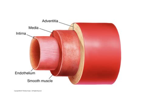 Pd Peripheral Vascular Flashcards Quizlet