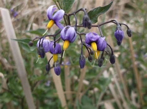 Bittersweet Nightshade Solanum Dulcamara Colorado Wildflower