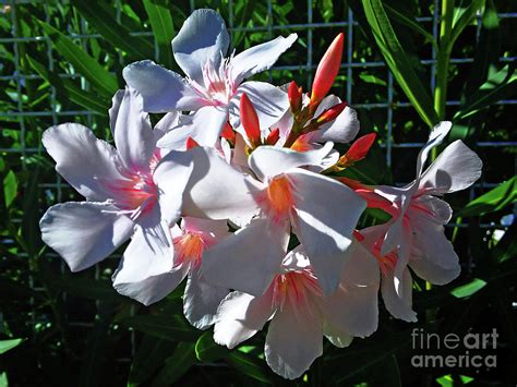 White Oleander Photograph By Jasna Dragun Fine Art America