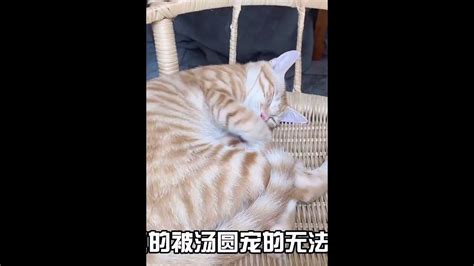 猫咪学人过七夕节，在女主人面前疯狂秀恩爱，主人：马上隔离 007 Youtube