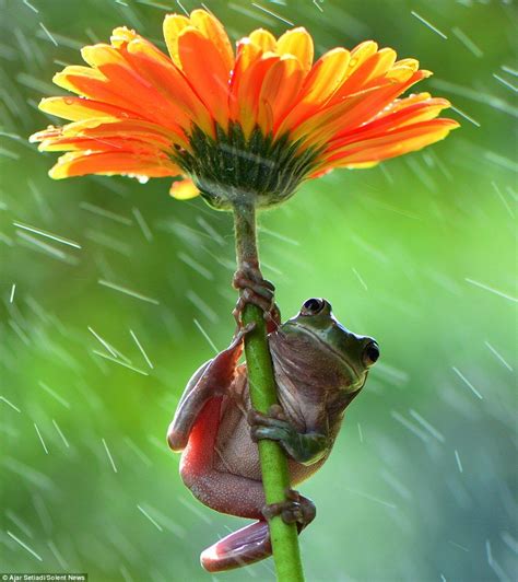 Frogs Use Umbrellas To Keep Dry In A Downpour Tree Frogs Nature