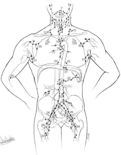 Lymphatic System Diagram #1 Diagram | Quizlet