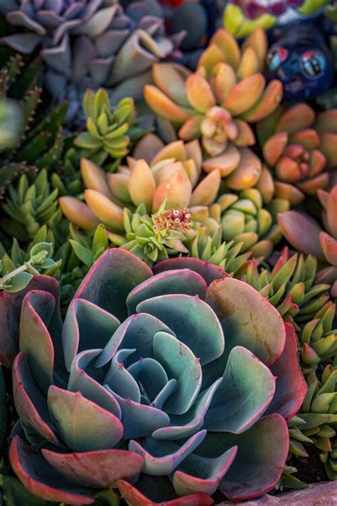 University Heights — Laura Eubanks University Heights Succulents In