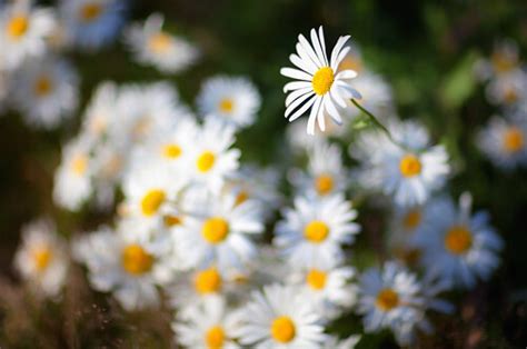 Oxeye Daisy 30604 Ulf Bodin Flickr