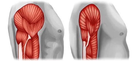 La Importancia De La Masa Muscular Para Una Buena Salud Canal Atletismo