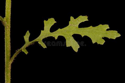 Groundsel (Senecio Vulgaris). Lower Cauline Leaf Closeup Stock Image - Image of closeups ...