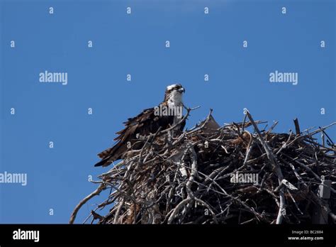 Female Osprey At Nest Stock Photo Alamy