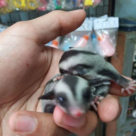 Promo SG Sugar Glider Joey Anakan Clasic Grey Diskon 23 Di Seller