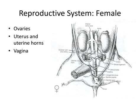 Female Fetal Pig Reproductive System Diagram