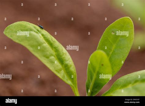 Flea Beetle Small Invasive Insect Pest Flea Beetles Eating Round