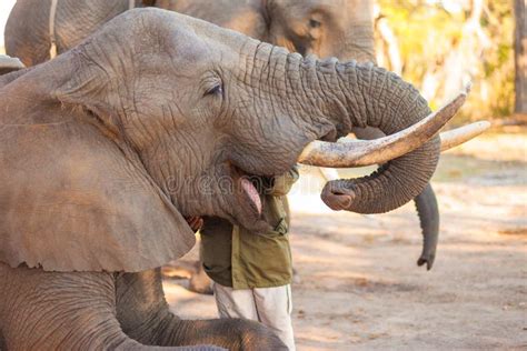 Elephant Eating Peanuts Stock Photos Free And Royalty Free Stock Photos