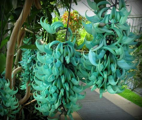 Нефритовая лоза, огненная лилия, офрис и еще 12 самых редких и ...