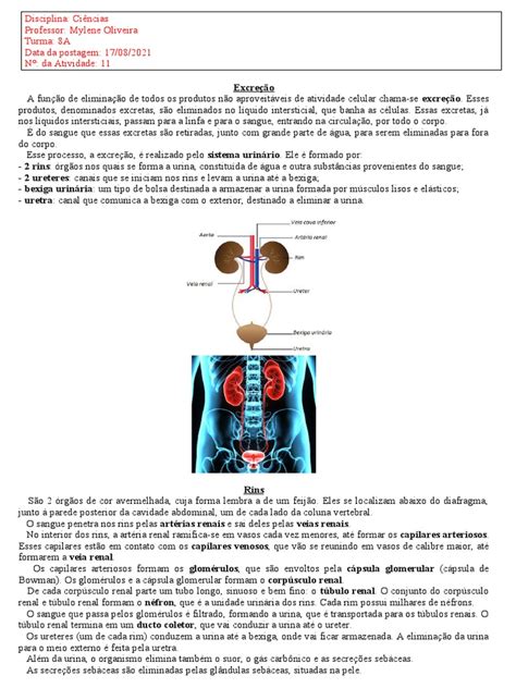 Sistema Excretor Exercícios - Sistema Excretor Exercícios Enem – WSSZVP