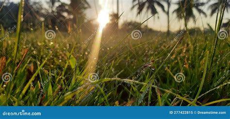 The Morning Dew On The Green Grass Awaits The Cool And Beautiful