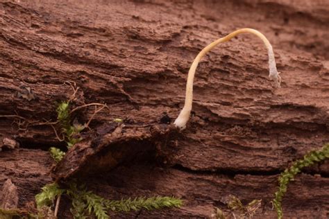 Cordyceps Tenuipes From Cocke County Tn Usa On October At