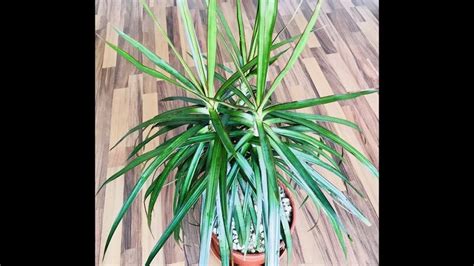 Пересадка взрослой Драцены. Готовим подходящий субстрат - Смотреть ...