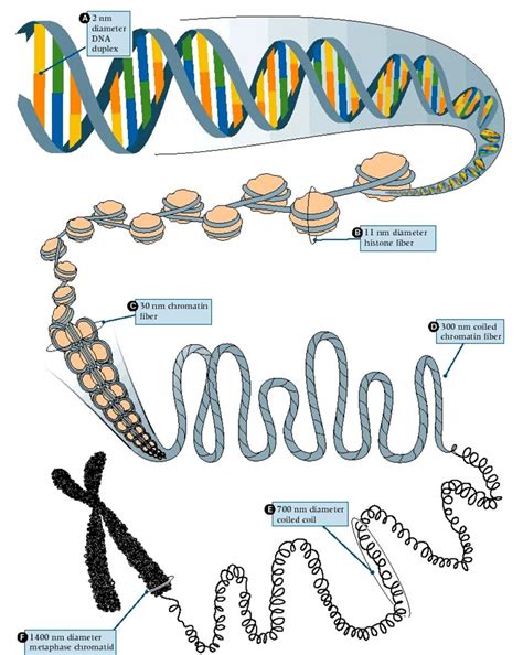 cell eucaryote 33 Stratégies numériques D enseignement et d