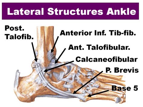 Ankle Sprains Northcote -The Foot and Ankle Centre