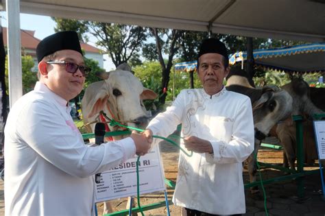 Naik Persen Segini Jumlah Hewan Kurban Di Jatim