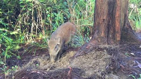 Young Wild Boars Dig Up Wet Ground Youtube