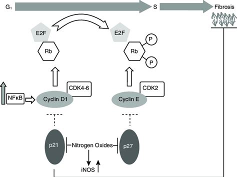 Redox Control Of The Cell Cycle And Lung Fibrosis Elevated Levels Of