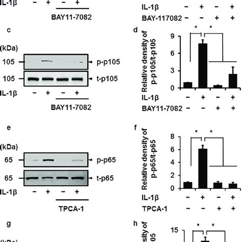 Inhibitory Effect Of Nf κb Inhibitors On Il 1β Induced Phosphorylation