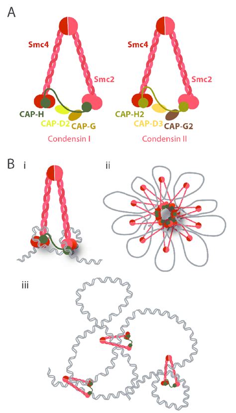 condensin complexes  schematic representation   structure