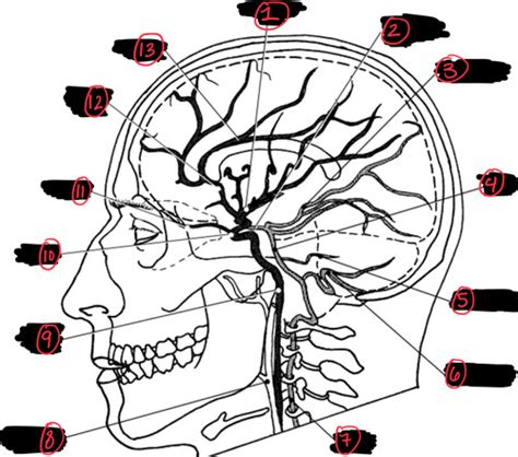 Cerebral Vascular System Flashcards Quizlet