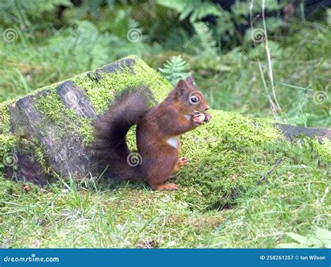 Red Squirrel Eating Nut On The Ground On A Tree Stump Stock Image